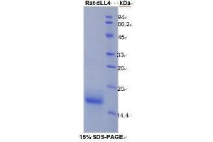 SDS-PAGE analysis of Rat delta Like Protein 4 Protein.