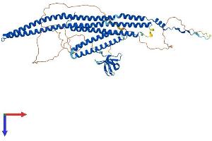 FNBP1 Protein (AA 1-617) (His tag)