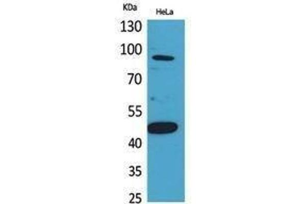 INHBB Antikörper  (C-Term)