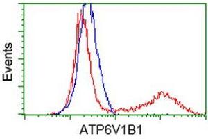 Image no. 1 for anti-ATPase, H+ Transporting, Lysosomal 56/58kDa, V1 Subunit B1 (ATP6V1B1) antibody (ABIN1496774) (ATP6V1B1 Antikörper)