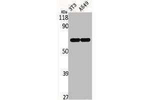 Western Blot analysis of NIH-3T3 A549 cells using ERF Polyclonal Antibody (ERF Antikörper)