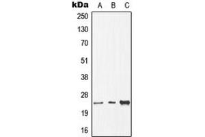 Western blot analysis of CDC8 expression in HEK293T (A), Raw264.