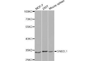 Western blot analysis of extracts of various cell lines, using GNB2L1 antibody (ABIN6292956) at 1:1000 dilution. (GNB2L1 Antikörper)