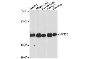 Western blot analysis of extracts of various cell lines, using VPS25 antibody. (VPS25 Antikörper  (AA 1-176))