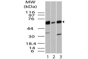 Image no. 1 for anti-Kruppel-Like Factor 4 (Gut) (KLF4) (AA 1-300) antibody (ABIN5027333) (KLF4 Antikörper  (AA 1-300))