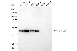 Western blotting analysis using SH3GL1 antibody (ABIN7800329). (SH3GL1 Antikörper)