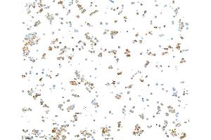 Immunocytochemistry (ICC) image for anti-Neurofilament, Light Polypeptide (NEFL) (AA 150-200) antibody (ABIN7453980) (Rekombinanter NEFL Antikörper  (AA 150-200))