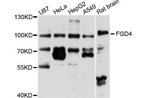 Western blot analysis of extracts of various cell lines, using FGD4 antibody.