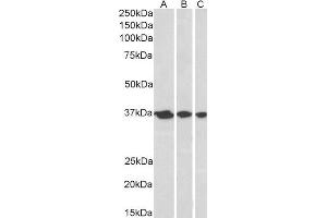 ABIN2561139 (0. (APEX1 Antikörper  (N-Term))