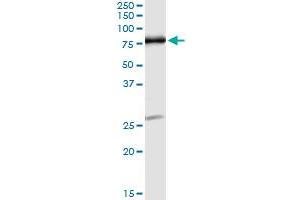 Immunoprecipitation of OXSR1 transfected lysate using anti-OXSR1 monoclonal antibody and Protein A Magnetic Bead , and immunoblotted with OXSR1 MaxPab rabbit polyclonal antibody. (OXSR1 Antikörper  (AA 1-527))