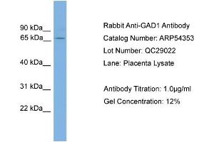 WB Suggested Anti-GAD1  Antibody Titration: 0.
