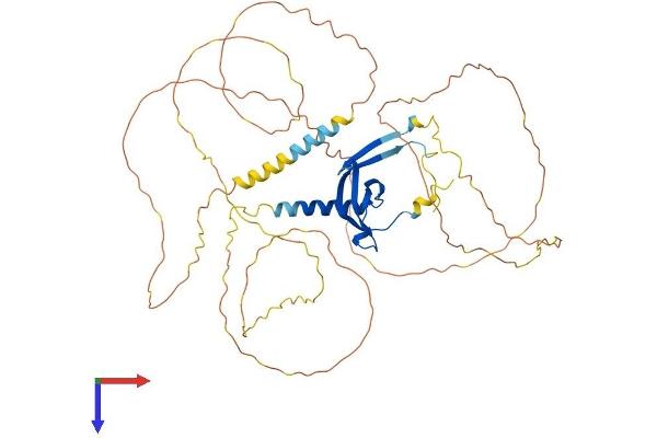 CBX2 Protein (AA 1-519) (His tag)