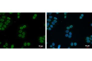 ICC/IF Image ZNF45 antibody [N2C3] detects ZNF45 protein at nucleus by immunofluorescent analysis.