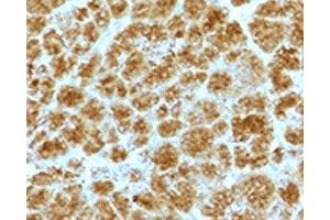 IHC testing of FFPE human pancreas with Elastase 3B antibody. (Elastase 3B Antikörper  (AA 82-238))