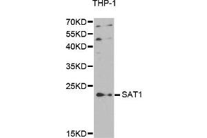 Western Blotting (WB) image for anti-Spermidine/spermine N1-Acetyltransferase 1 (SAT1) antibody (ABIN1875443)
