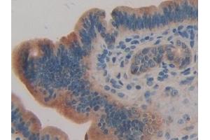 Immunohistochemistry (IHC) image for anti-Mps1 (TTK) (AA 527-786) antibody (ABIN7443344)
