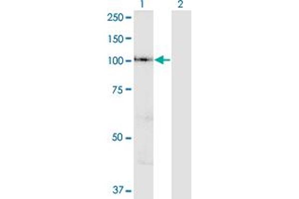 VPS41 antibody  (AA 755-853)