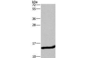 Western Blot analysis of Mouse small intestine tissue using FABP2 Polyclonal Antibody at dilution of 1:650 (FABP2 Antikörper)