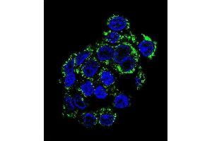 Confocal immunofluorescent analysis of PCK2 Antibody (N-term) (ABIN392678 and ABIN2842171) with HepG2 cell followed by Alexa Fluor 488-conjugated goat anti-rabbit lgG (green). (PEPCK Antikörper  (N-Term))