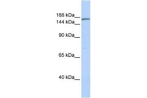 WB Suggested Anti-EHMT2 Antibody Titration:  0. (EHMT2 Antikörper  (N-Term))