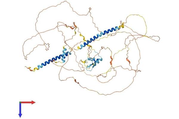 DACT2 Protein (AA 1-757) (His tag)