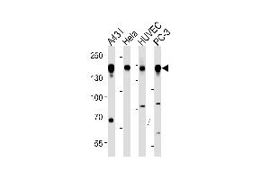 EGFR Antibody (p) p western blot analysis in A431,Hela,HUVEC,PC-3 cell line lysates (35 μg/lane). (EGFR Antikörper  (AA 1070-1099))