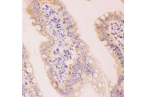 Anti-MCL1 Picoband antibody,  IHC(P): Rat Intestine Tissue (MCL-1 Antikörper  (AA 1-350))