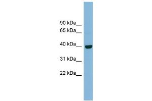 WB Suggested Anti-IMPAD1 Antibody Titration:  0. (IMPAD1 Antikörper  (N-Term))