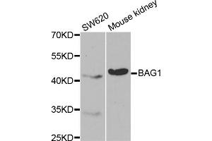 Western blot analysis of extracts of various cell lines, using BAG1 antibody (ABIN5970457) at 1/1000 dilution. (BAG1 Antikörper)