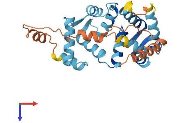 KCNIP4 Protein (AA 1-250) (His tag)