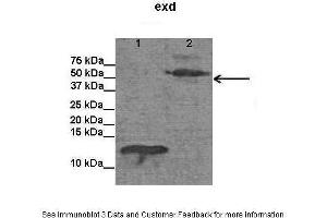 Lanes:   Lane1: E. (EXD (C-Term) Antikörper)