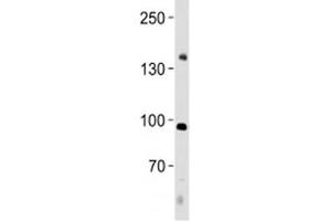 Western Blotting (WB) image for anti-Nuclear Factor of Activated T-Cells, Cytoplasmic, Calcineurin-Dependent 4 (NFATC4) (AA 744-773) antibody (ABIN3032040)