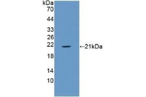 Detection of Recombinant ANXA1, Porcine using Polyclonal Antibody to Annexin A1 (ANXA1) (Annexin a1 Antikörper  (AA 208-336))