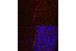 Immunofluorescence analysis of mouse brain using HCRTR1 Rabbit pAb (ABIN7267816) at dilution of 1:100 (40x lens). (HCRTR1 Antikörper  (AA 150-250))
