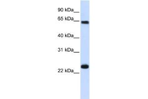 WB Suggested Anti-KPNA1 Antibody Titration: 0.