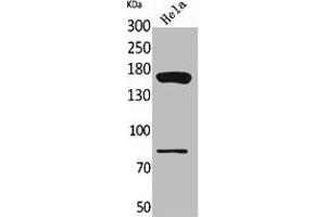 CD163L1 Antikörper  (Internal Region)