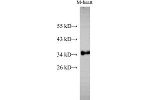 Western Blot analysis of Mouse heart using Cytochrome c1 Polyclonal Antibody at dilution of 1:500 (Cytochrome C1 Antikörper)