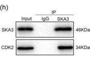 SKA3 inhibited the interaction between CDK2 and p53. (SKA3 Antikörper  (AA 201-300))