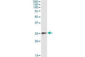 Immunoprecipitation of EFNA3 transfected lysate using anti-EFNA3 monoclonal antibody and Protein A Magnetic Bead , and immunoblotted with EFNA3 MaxPab rabbit polyclonal antibody. (Ephrin A3 Antikörper  (AA 45-145))