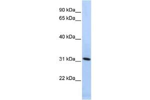 Western Blotting (WB) image for anti-Synaptogyrin 4 (SYNGR4) antibody (ABIN2459060)