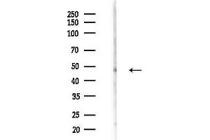 anti-Tripartite Motif Containing 59 (TRIM59) (Internal Region) antibody
