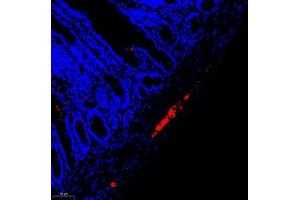 Immunofluorescent analysis of paraffin embedded rat colon using peripherin (ABIN7075012) at dilution of 1: 1600 (Peripherin Antikörper)