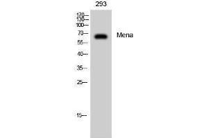 Western Blotting (WB) image for anti-Enabled Homolog (ENAH) (C-Term) antibody (ABIN3185540) (ENAH Antikörper  (C-Term))