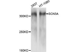 Western blot analysis of extracts of various cell lines, using SCN3A antibody (ABIN4905096) at 1:1000 dilution.