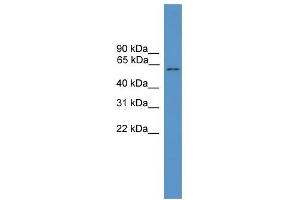 WB Suggested Anti-MLPH Antibody Titration: 0.