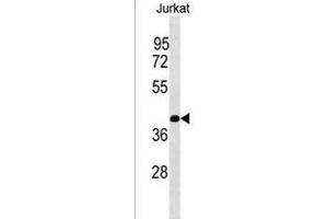 PLCXD1 Antibody (Center) (ABIN1538027 and ABIN2849872) western blot analysis in Jurkat cell line lysates (35 μg/lane). (PLCXD1 Antikörper  (AA 194-220))