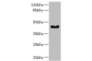 Western blot All lanes: WNT7B antibody at 2. (WNT7B Antikörper  (AA 120-349))