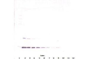 Image no. 2 for anti-Leptin (LEP) antibody (ABIN465530) (Leptin Antikörper)