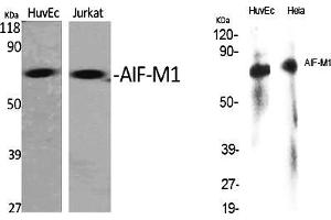 Western Blot analysis of various cells using AIF-M1 Polyclonal Antibody diluted at 1:1000. (AIF Antikörper  (AA 30-110))