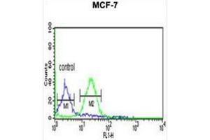 GPHN Antibody (Center) flow cytometric analysis of MCF-7 cells (right histogram) compared to a negative control cell (left histogram). (Gephyrin Antikörper  (Middle Region))